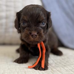Legacy (chocolate phantom male) - Chocolate male Cavapoo puppy in Beckley, West Virginia from By Design Doodles