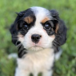 Cavalier King Charles Spaniels from Montpelier Cavaliers