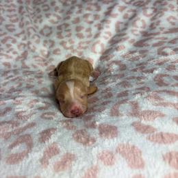 Paige - Cream female Dachshund puppy in Lake City, Florida from My Ditzy Doxies of Florida