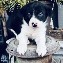Trix x Latch - Boy 2 - Black and White - Black and white male Border Collie puppy in Minden, Iowa from Rocking N Registered Border Collies & Labradors