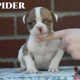 Spider - White and brindle male American Bulldog puppy in Vancouver, Washington from Blackwell's American & French Bulldogs