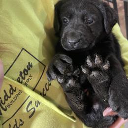 Labrador Retriever Puppies from Tag Hollow