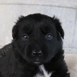 Girl 2 - Black & white Australian Shepherd puppy in Hillsboro, Ohio from Sugar Grove Farms