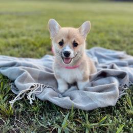 Lulu's Pink Girl - Red female Pembroke Welsh Corgi puppy in Vilonia, Arkansas from Lucky Pups Corgis
