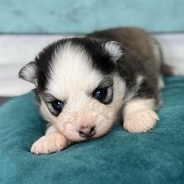 Mascarade - Black and white female Pomsky puppy in Krum, Texas from Paw-Some Pomskies