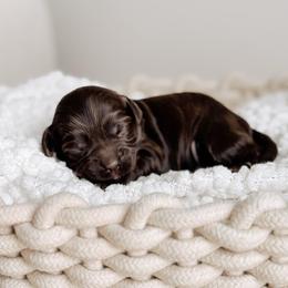 Lavender girl - Chocolate female Australian Labradoodle puppy in Syracuse, Indiana from The Doodle Cove