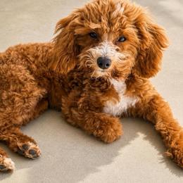 Arthur - Red male Cavapoo puppy in Lewiston, Utah from Country Pups Cavaliers