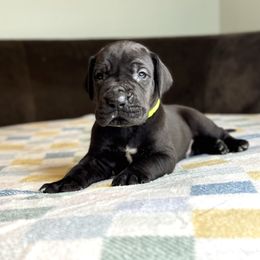 Lucian - Black male Great Dane puppy in Waseca, Minnesota from Northern Soul Great Danes