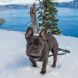 Twitch  - French Bulldog