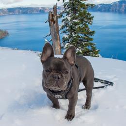 Twitch  - French Bulldog