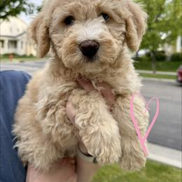 Bernedoodle, Cavalier King Charles Spaniel, and Poodle Puppies from Ellas.Pups (Bernedoodles & Cavapoos)