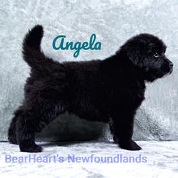 Angela - Black female Newfoundland puppy in Cortez, Colorado from Bear Heart Newfoundlands, LLC