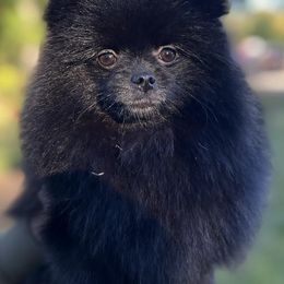 Pomeranians from Crystal Pomeranian