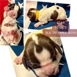 Star - Liver white and roan female English Springer Spaniel puppy in Madison, Indiana from McCollough's Pawsome Spaniels and Danny's Delightful Dachshunds