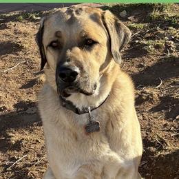 Anatolian Shepherd Dog All Grown Up from Fyne Acres