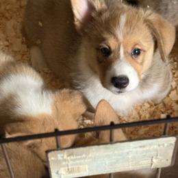Boy 1 - Red male Pembroke Welsh Corgi puppy in Sterling, Connecticut from Corgi Cottage