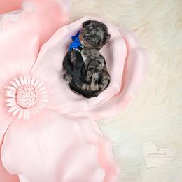 Blue - Merle female Goldendoodle puppy in Platteville, Wisconsin from Beck Kennel