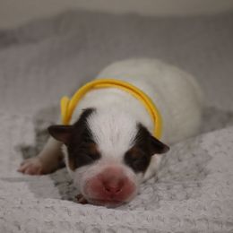Colt - Red speckled male Australian Cattle Dog puppy in Tucson, Arizona from Socattleranch’s Corgi’s