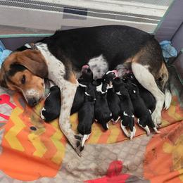 Ruby - Black tan and bluetick female Beagle puppy in East Providence, Rhode Island from Amanda's Beagles