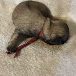 Red - Black gold and white male Shihpoo puppy in Walterboro, South Carolina from Puddlejumpers