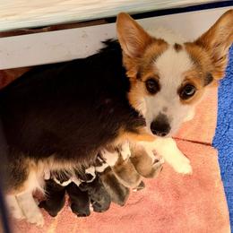 Pembroke Welsh Corgi puppies from Dinger’s Dogs