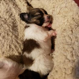Papillon Puppies from King's Papillons