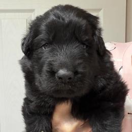 Boy 2 - Black male German Shepherd puppy in Valley Springs, South Dakota from Von Pasch German Shepherds