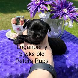 Loganberry - Black and tan male Yorkshire Terrier puppy in Hertford, North Carolina from Peters Pups AKC Yorkshire Terriers