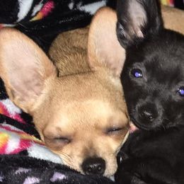 Chihuahuas from Billie's Chihuahuas