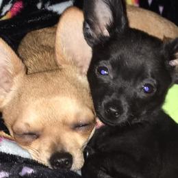 Chihuahuas from Billie's Chihuahuas