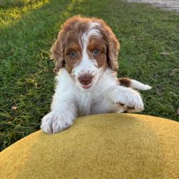 Copper - Parti female Goldendoodle puppy in Lake City, Florida from North Florida Poodles and Doodles