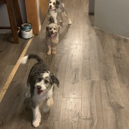 Aussiedoodle All Grown Up from White Pine Farm