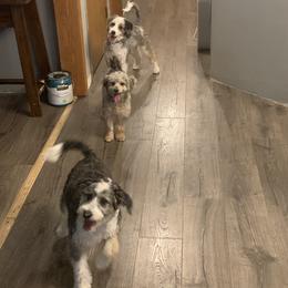 Aussiedoodle All Grown Up from White Pine Farm