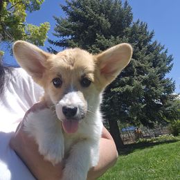 Red male - Red Pembroke Welsh Corgi puppy in Payson, Utah from Blue Moon Farms
