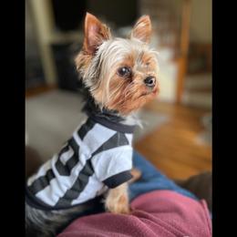 Papi - Yorkshire Terrier