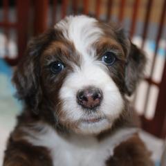 Australian Mountain Doodle, Australian Shepherd, Bernedoodle, Labradoodle, and Poodle Puppies from Island View Poodles & Doodles