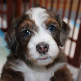 Australian Mountain Doodle, Australian Shepherd, Bernedoodle, Labradoodle, and Poodle Puppies from Island View Poodles & Doodles