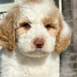 Goldendoodles and Poodles from Goldendoodles & Poodles of San Diego