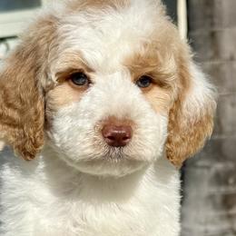 Goldendoodles and Poodles from Goldendoodles & Poodles of San Diego