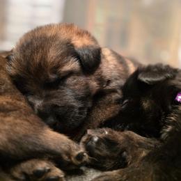 Green collar (Muffin) - Sable male German Shepherd puppy in Hermitage, Pennsylvania from Shepherds of the Hundred Acres