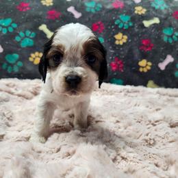 Noel - Liver white and tan female English Springer Spaniel puppy in Westover, Maryland from Sterling's springer Haven