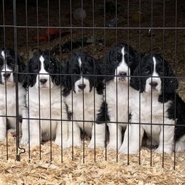 English Springer Spaniel Puppies from Polesitter English Springer Spaniels