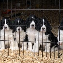 English Springer Spaniel Puppies from Polesitter English Springer Spaniels