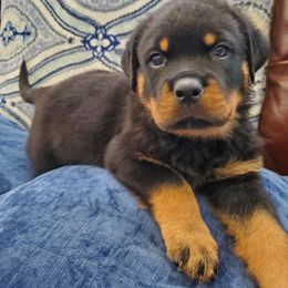 Rottweiler Puppies from HAUS OF RZA