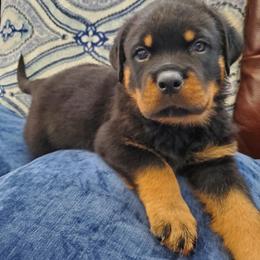 Rottweiler Puppies from HAUS OF RZA