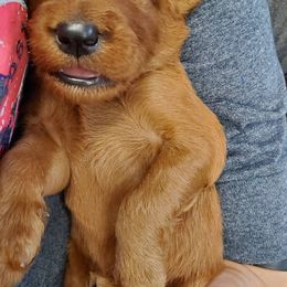 Goldendoodle Puppies from Rustic Road Doodles