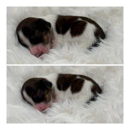 Chestnut - Piebald male Dachshund puppy in Chehalis, Washington from McJazzin Doxies