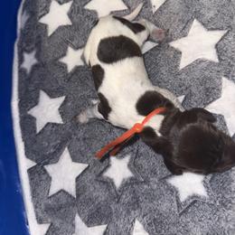 Orange - White and liver male German Shorthaired Pointer puppy in Macclenny, Florida from Steven & Melissa’s pointer