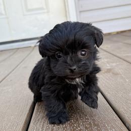 Havapoo puppies from Denise Clark