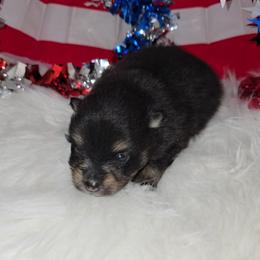 Woody - Black and tan male Pomeranian puppy in Buckeye, Arizona from BL Poms Heaven